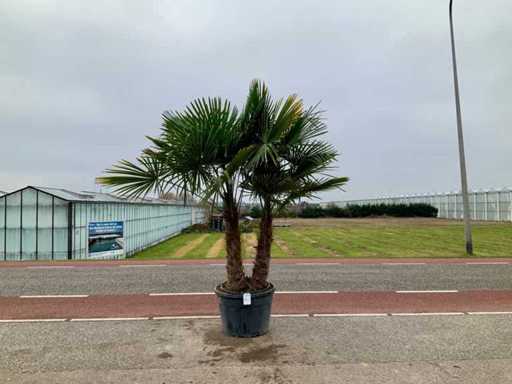 Palmboom meerstammig (Trachycarpus Fortunei)