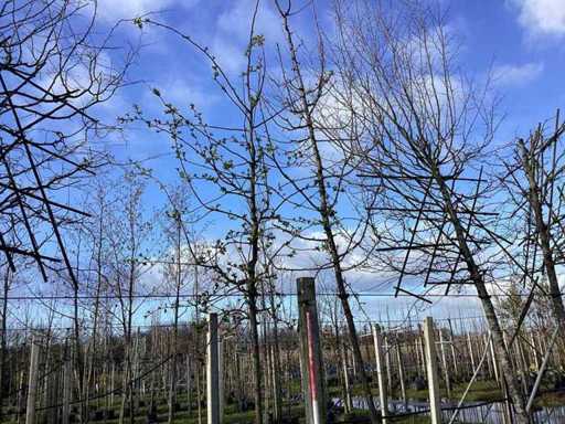 Mela ornamentale - Albero da frutto / albero da frutto