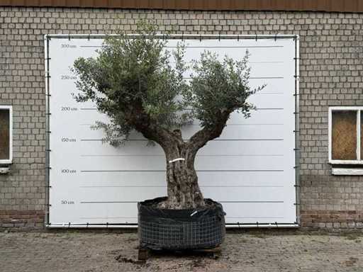 Olive tree Bonsai branched XL - Olea Europaea - approx. 120 years old - height approx. 280 cm