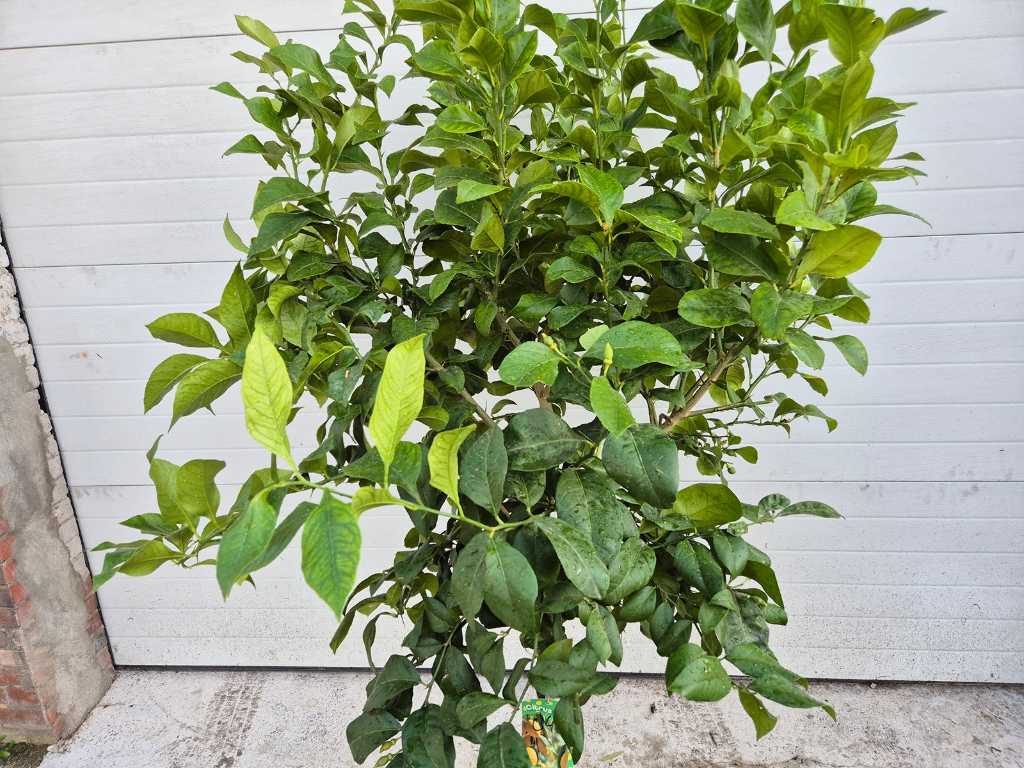 Lemon tree - Citrus Limon - Fruit tree - height approx. 200 cm