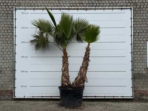 Mexican fan palm multi-stemmed - Washingtonia Robusta - height approx. 280 cm