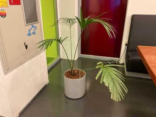 Plante hydroponique avec pot