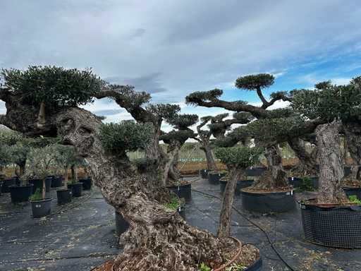  OLEA EUROPEA POM POM SECOLARE  