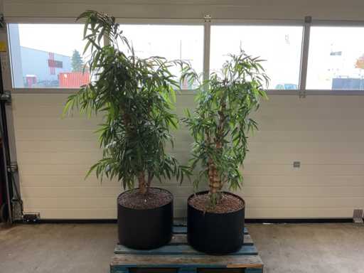 Sztuczna ro?lina w doniczce (2x)