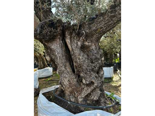  OLEA EUROPEA SECOLARE  