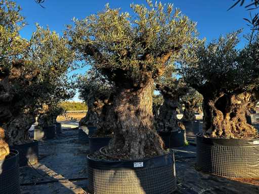 Olive tree in basket Specimen