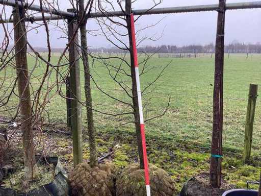 Carpenul - Arborele topiar