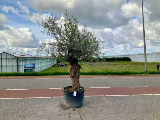 Drzewo oliwne (Olea europaea lessini)