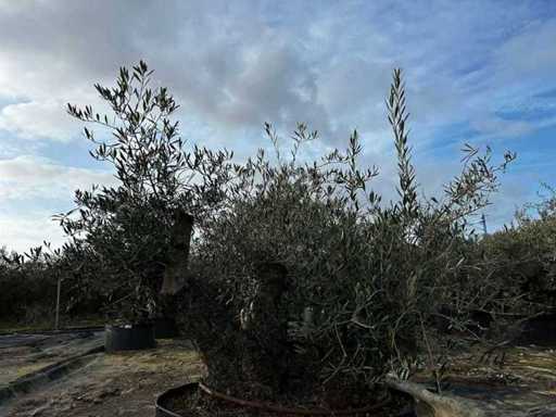 Hundertjährige Olivenbäume – Olea Europea