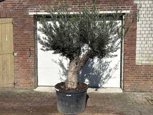 Stary pień drzewa oliwnego - Olea europaea - 75 lat - wysokość ok. 250 cm