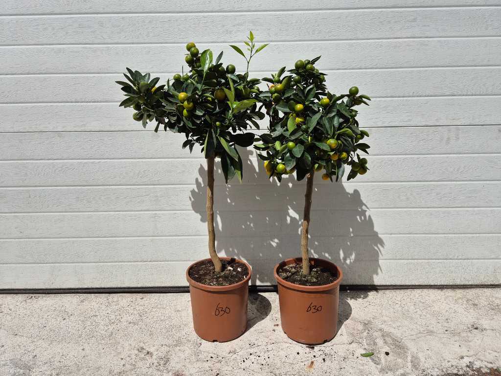2x Mandarijnenboom - Vrucht- / fruitboom - Citrus Calamondin - hoogte ca. 100 cm