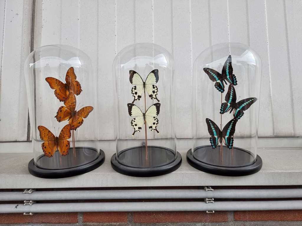 Real butterflies in bell jar (3x)