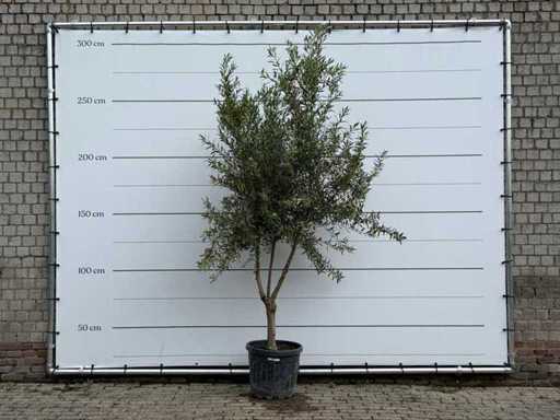 Ramură de măslin - Olea Europaea - aprox. 40 de ani - înălțime aprox. 250 cm