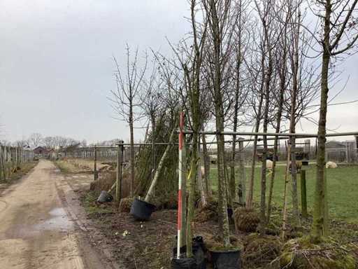 Bastard - Ploaie aurie - Copac ornamental