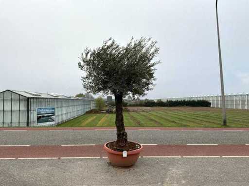 Olijfboom (Olea Europaea Lessini)