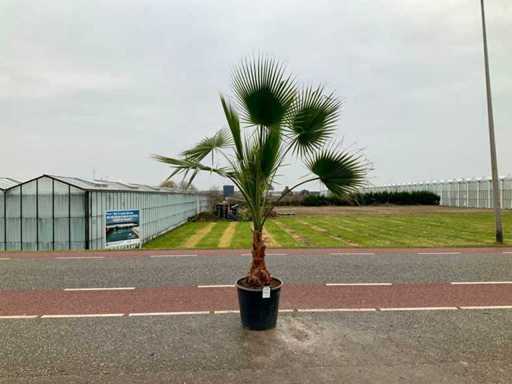 Palmboom (Washingtonia Robusta)