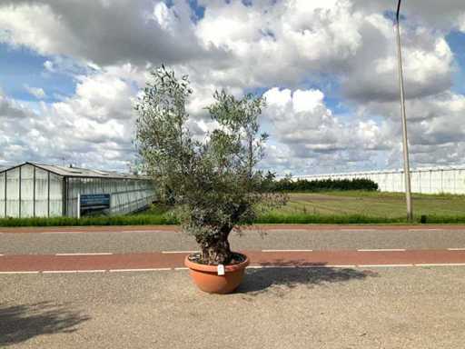 Drzewo oliwne (Olea europaea lessini)