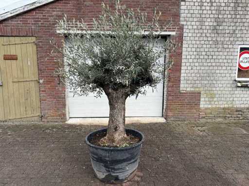 Bonsaï d’olivier - Olea Europaea - 50 ans - Taille environ 220 cm 