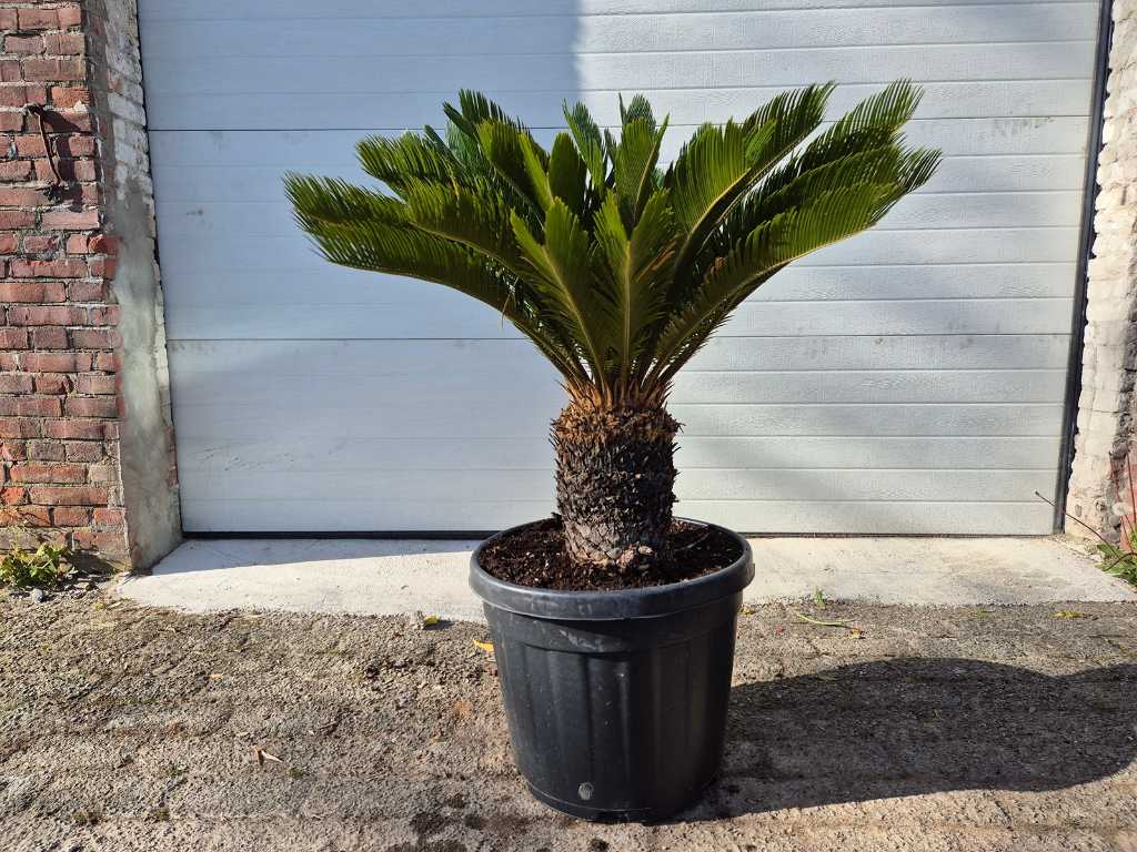 Palmier de la Paix - Cycas Revoluta - hauteur env. 100 cm