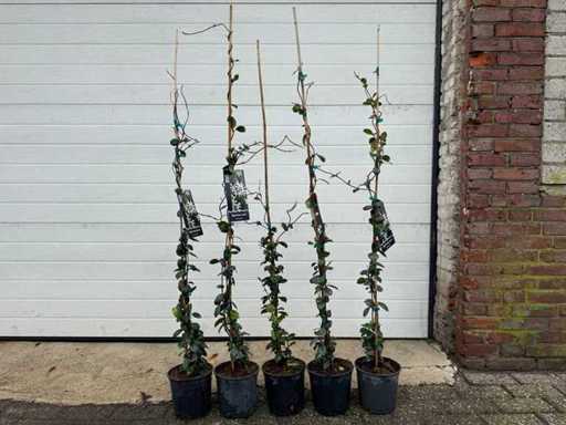 3x Toscaanse jasmijn - Trachelospermum Jasminoides - hoogte ca. 130 cm (Let op 3 stuks!)