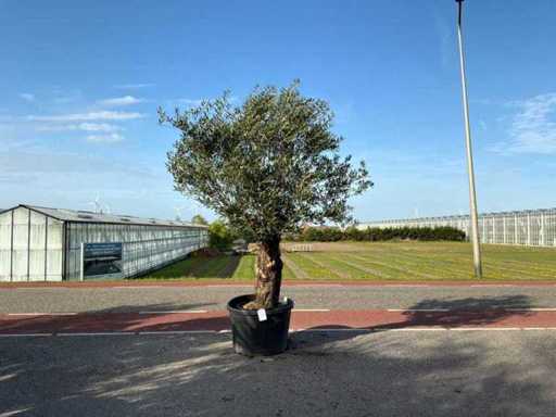 Olivenbaum (Olea Europaea Lessini)