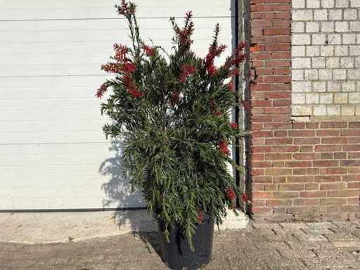Lampenpolierer – Callistemon Masotti – Frühlingsblüter – Höhe ca. 150 cm 