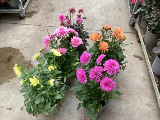 Vaste planten dahlia(40)