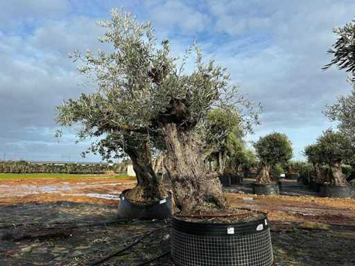 Hundertjährige Olivenbäume – Olea Europea