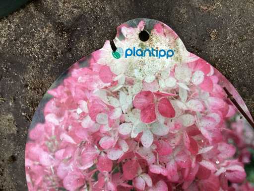Hortensiasoort - Hydrangea Pinky Winky (x40)