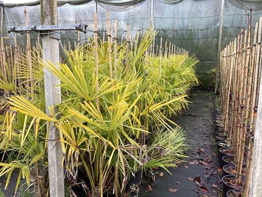 Wytrzyma?a palma – Drzewo ozdobne (3x)