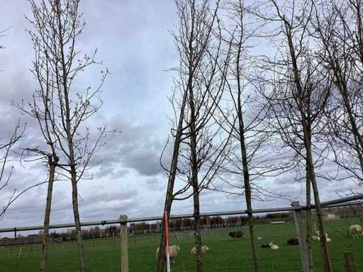 Süßkirsche – Zierbaum