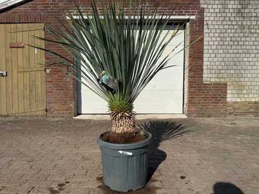 Palm Lily L - Yucca Rostrata - height approx. 140 cm