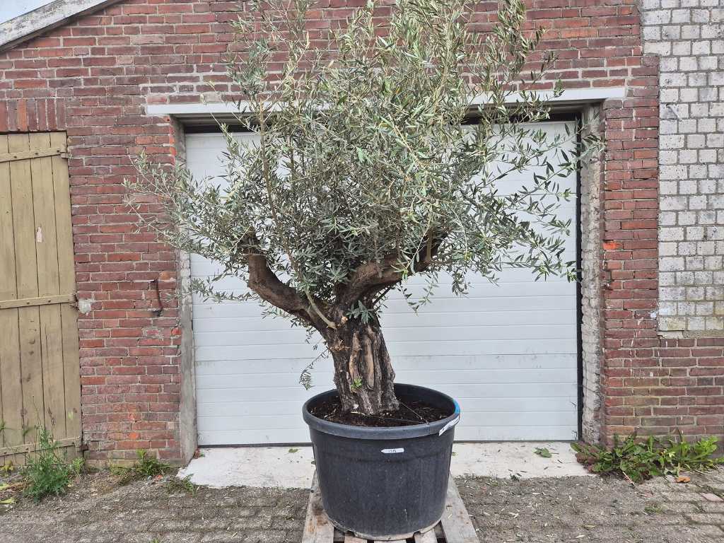 Olive tree Old Skin - Olea Europaea - approx. 50 years old - height approx. 300 cm