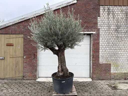 Vieux tronc d’olivier - Olea europaea - 75 ans - hauteur environ 280 cm