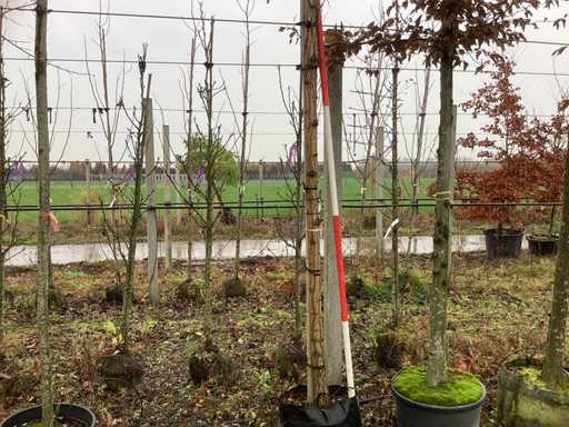 Bolacacia – drzewa bulwiaste