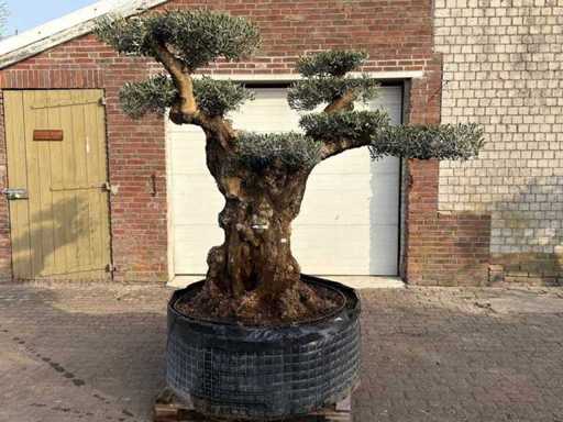 Bonsaï d’olivier Ramificado XXL - Olea Europaea - 200 ans - Hauteur environ 300 cm