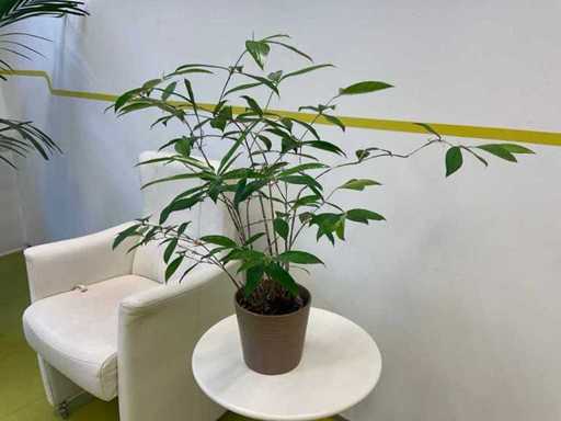 Houseplant in pots