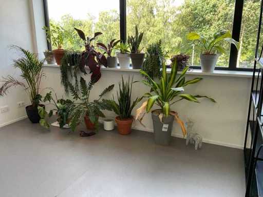 Houseplant (15x)