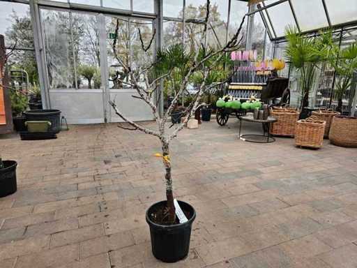 Hardy Fig Tree (Ficus carica) - 200 cm Solitaire