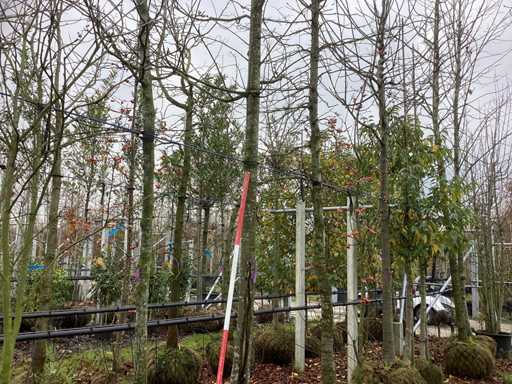 Wapno wielolistne - Parkboom