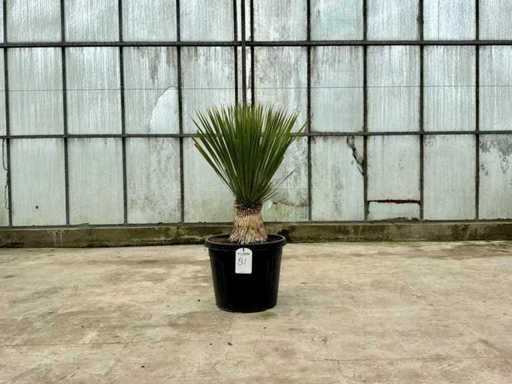 Palme (Yucca rostrata)