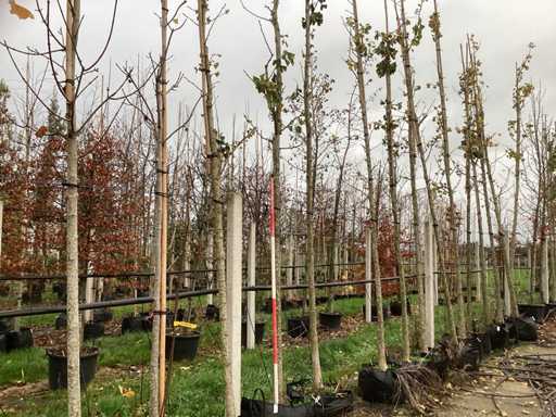 Copacul templului - Pom fructifer / pom fructifer (2x)