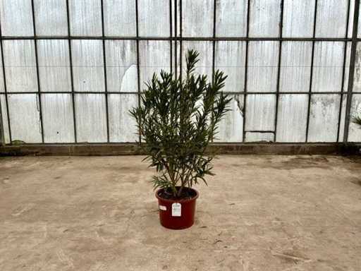 Nerium Oleander Red