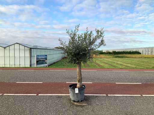 Olive tree (Olea Europaea Lessini)