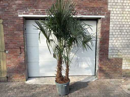 Palmier éventail chinois - Trachycarpus fortunei - Double tronc - Hauteur environ 250 cm