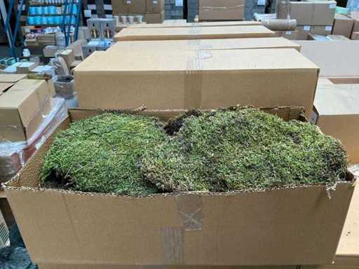 Partia Moss Flat 2kg na pudełko (40x)