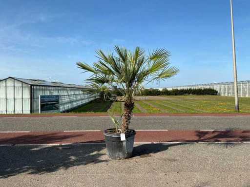 Palmen-Mehrstämmige (Chamaerops Humilis)