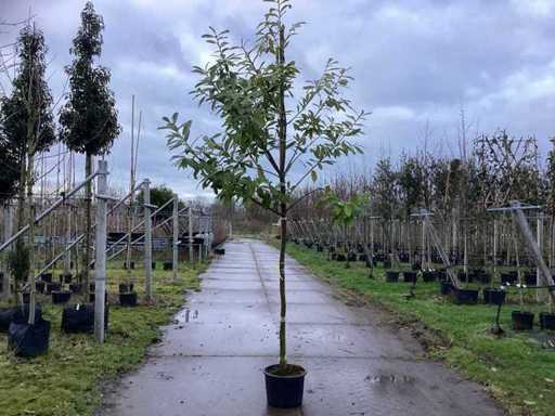 Kirschlorbeer – Immergrüner Baum (3x)