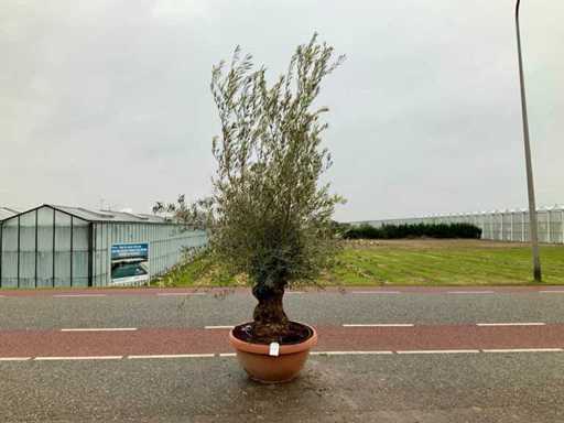 Olijfboom (Olea Europaea Lessini)