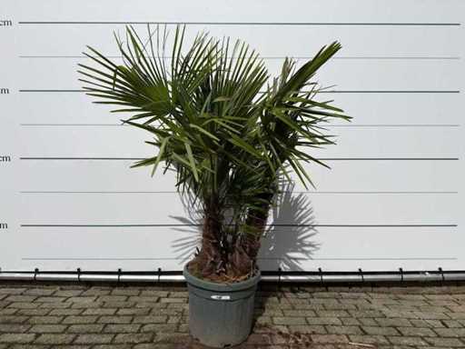 Chinese fan palm triple trunk - Trachycarpus Fortunei - height approx. 200 cm 